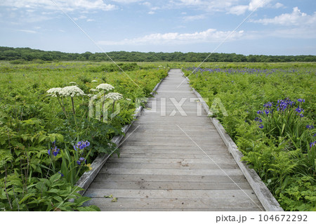 北方原生花園 104672292