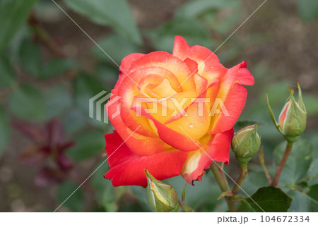 赤と黄色のバラの花 赤と黄色のバラの花 104672334