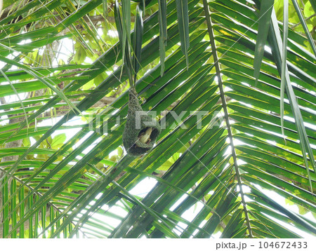 Baya Weaver (Ploceus philippinus) bird nest on Coconut palm tree plant branch with blue sky in background, Thailand 104672433