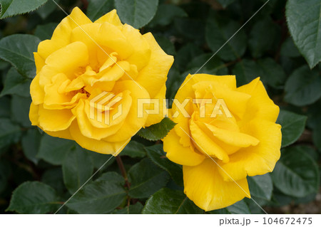 黄色いバラの花 黄色いバラの花 104672475