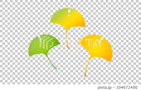 Ginkgo biloba Ginkgo biloba 104672480