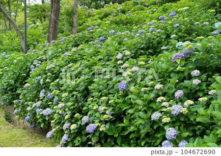 アジサイの花 アジサイの花 104672690