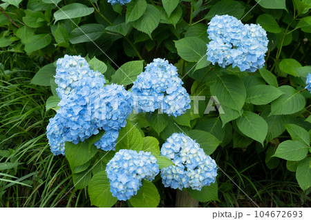アジサイの花 104672693
