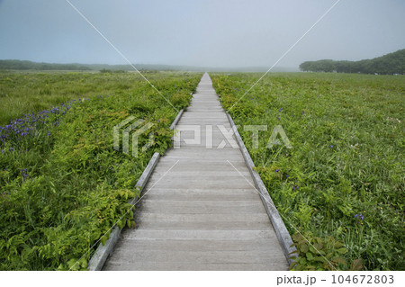 北方原生花園 北方原生花園 104672803
