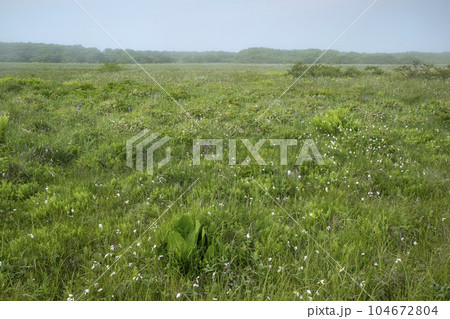 北方原生花園 北方原生花園 104672804