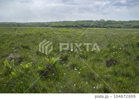 北方原生花園 104672809