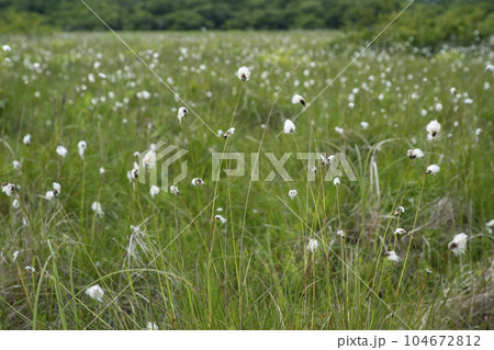 北方原生花園 104672812