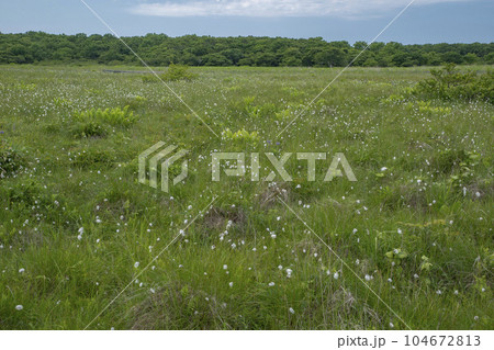 北方原生花園 北方原生花園 104672813