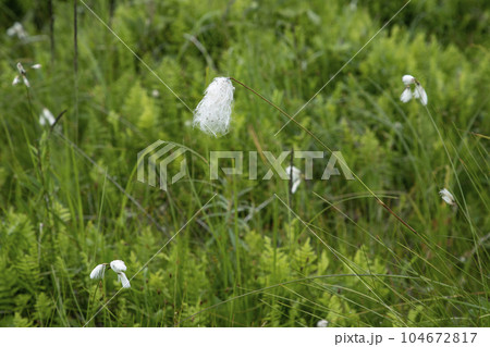 北方原生花園 104672817