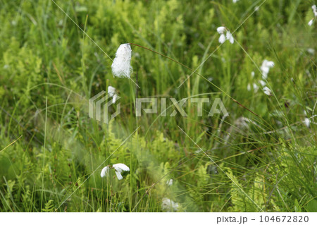 北方原生花園 104672820