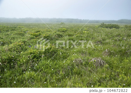 北方原生花園 104672822