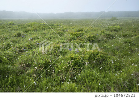 北方原生花園 北方原生花園 104672823