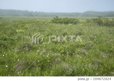 北方原生花園 104672824