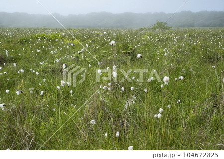 北方原生花園 104672825