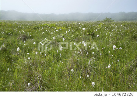 北方原生花園 104672826