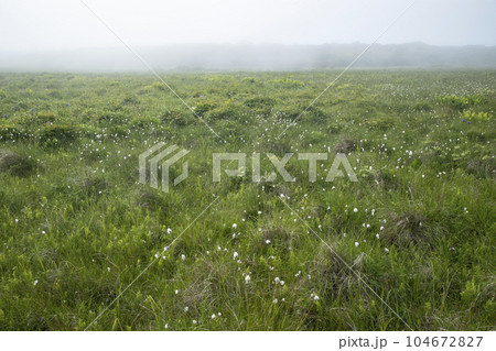 北方原生花園 104672827