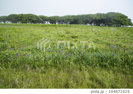 北方原生花園 北方原生花園 104672828