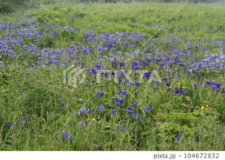 北方原生花園 北方原生花園 104672832