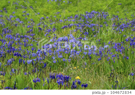 北方原生花園 104672834