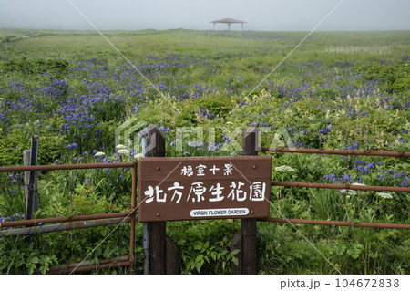 北方原生花園 北方原生花園 104672838