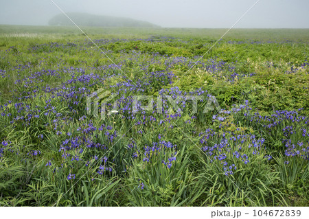 北方原生花園 北方原生花園 104672839