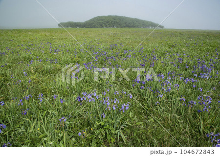 北方原生花園 104672843