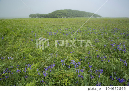 北方原生花園 104672846