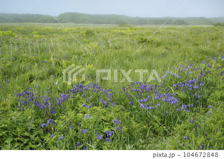 北方原生花園 104672848