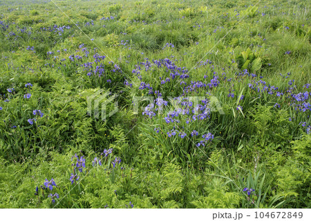 北方原生花園 104672849