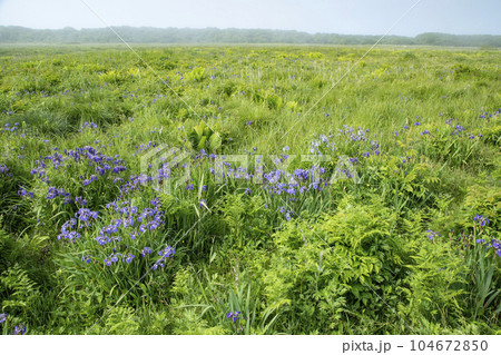 北方原生花園 104672850