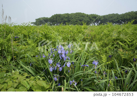 北方原生花園 104672853