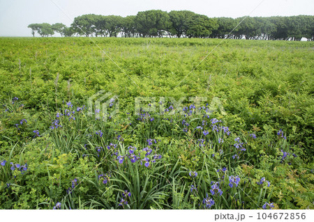北方原生花園 北方原生花園 104672856