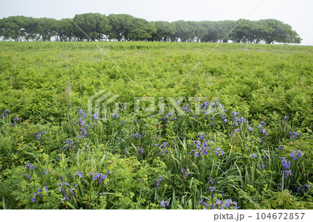 北方原生花園 104672857