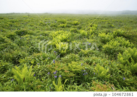 北方原生花園 104672861
