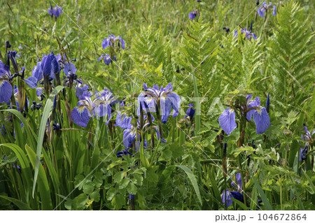 北方原生花園 北方原生花園 104672864