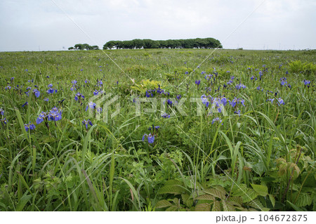 北方原生花園 北方原生花園 104672875