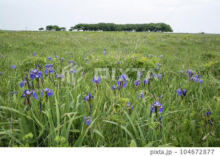 北方原生花園 104672877