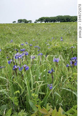 北方原生花園 北方原生花園 104672878