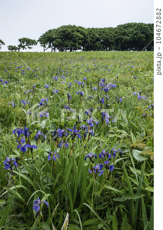 北方原生花園 104672882