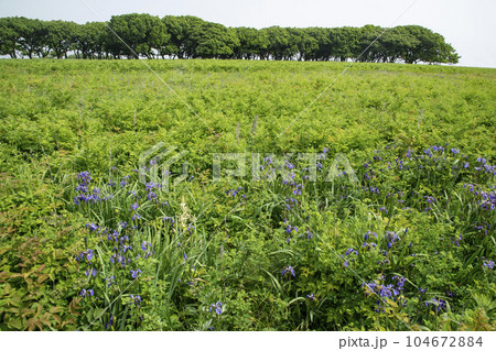 北方原生花園 北方原生花園 104672884