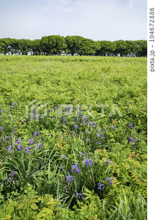 北方原生花園 104672886