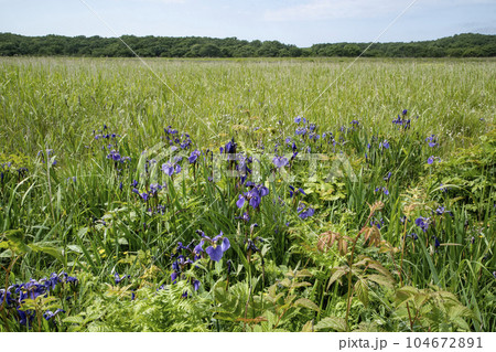 北方原生花園 北方原生花園 104672891