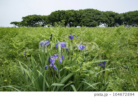 北方原生花園 104672894