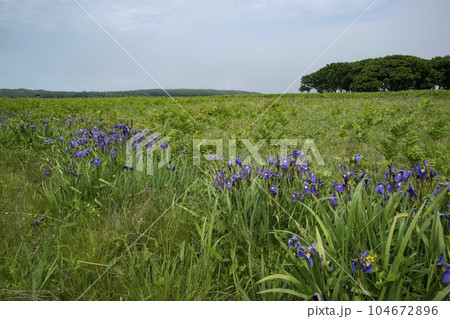 北方原生花園 104672896
