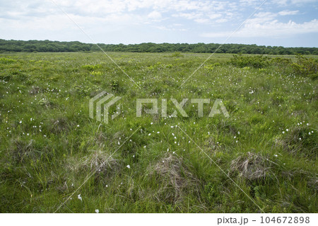 北方原生花園 104672898