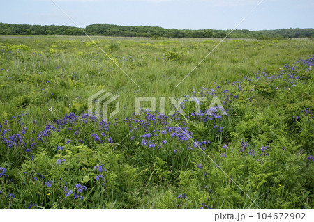 北方原生花園 北方原生花園 104672902