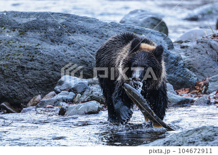 遡上する鮭を捕まえ損ねたヒグマ 遡上する鮭を捕まえ損ねたヒグマ 104672911