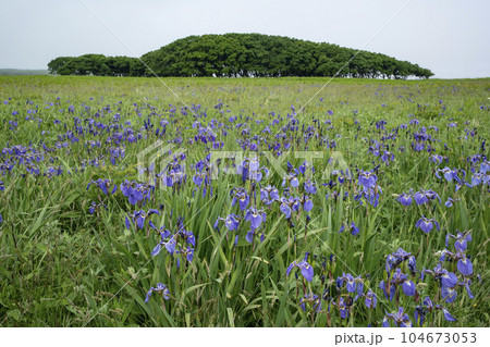 北方原生花園 104673053
