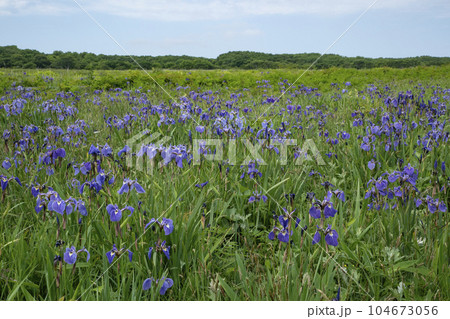 北方原生花園 104673056