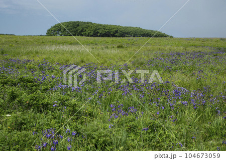 北方原生花園 104673059